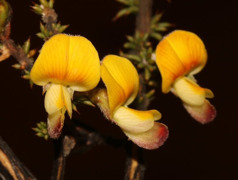 Aspalathus laeta, photographed by Brian du Preez
