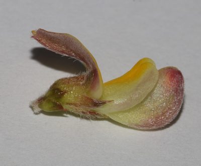 Aspalathus laeta, photographed by Brian du Preez