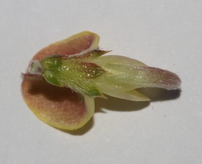 Aspalathus laeta, photographed by Brian du Preez