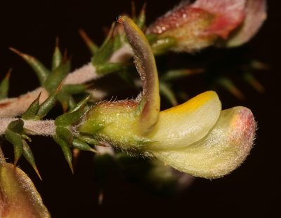 Aspalathus laeta, photographed by Brian du Preez
