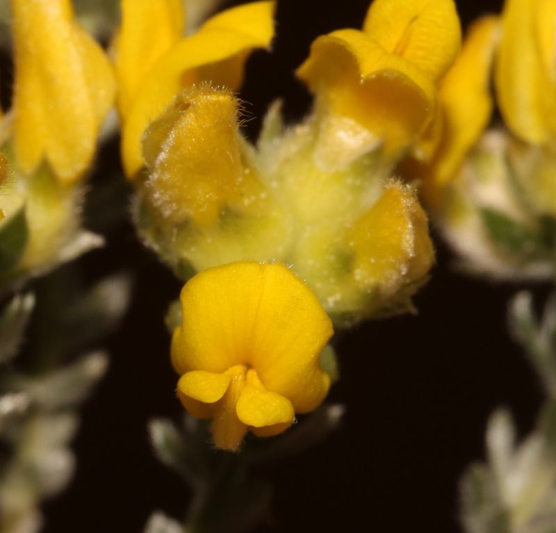 Aspalathus jardinii, photographed by Brian du Preez
