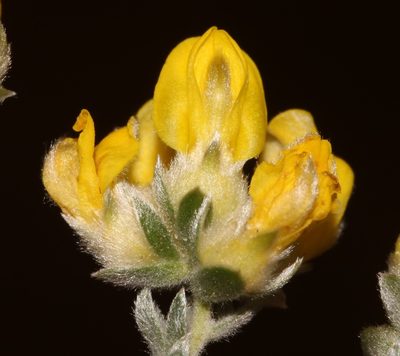 Aspalathus jardinii, photographed by Brian du Preez