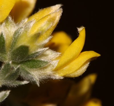Aspalathus jardinii, photographed by Brian du Preez