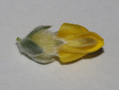 Aspalathus jardinii, photographed by Brian du Preez
