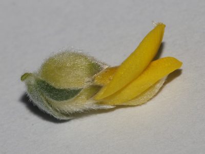 Aspalathus jardinii, photographed by Brian du Preez