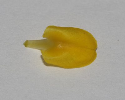 Aspalathus jardinii, photographed by Brian du Preez
