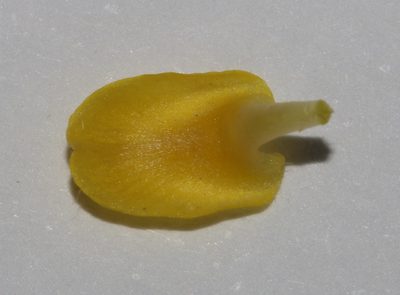 Aspalathus jardinii, photographed by Brian du Preez