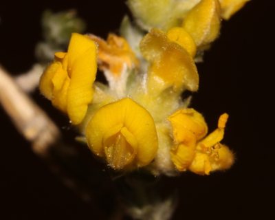 Aspalathus jardinii, photographed by Brian du Preez