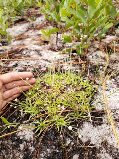Paepalanthus beyrichianus, photographed by Valerie Anderson