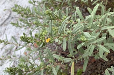 Crocanthemum nashii, photographed by mark-groeneveld