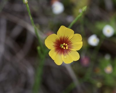 Linum hudsonioides, photographed by Michelle W. （鍾偉瑋）