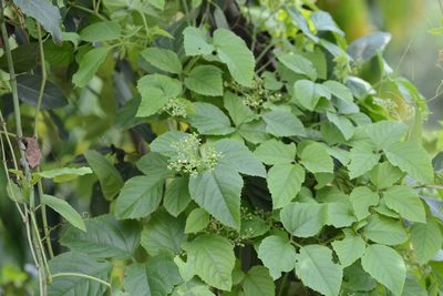 Causonis trifolia, photographed by S.MORE