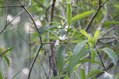 Tabernaemontana catharinensis, photographed by demianlescano