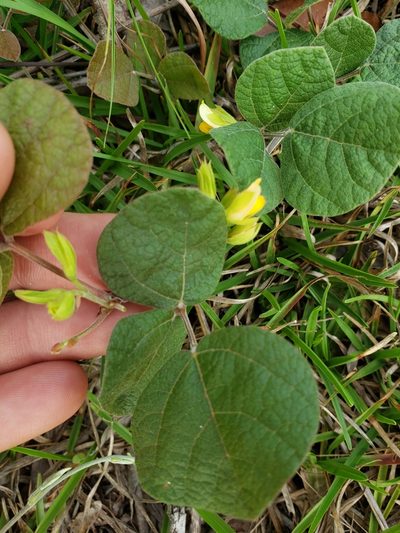 Rhynchosia difformis, photographed by Valerie Anderson