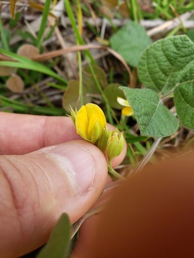 Rhynchosia difformis, photographed by Valerie Anderson