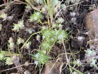 Navarretia fossalis, photographed by Jim Riley