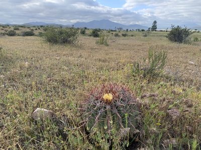 Ferocactus viridescens, photographed by Jim Riley