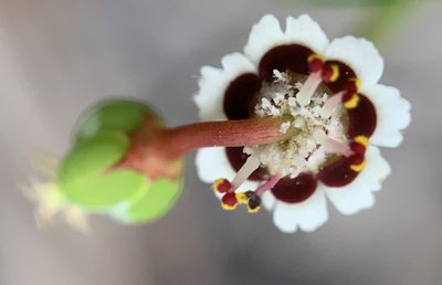 Euphorbia polyphylla, photographed by mark-groeneveld