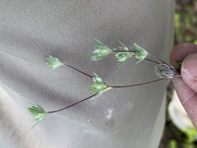 Logfia arizonica, photographed by Jim Riley