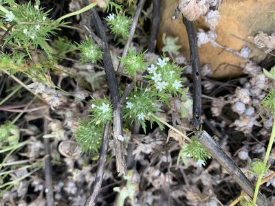 Navarretia fossalis, photographed by Jim Riley