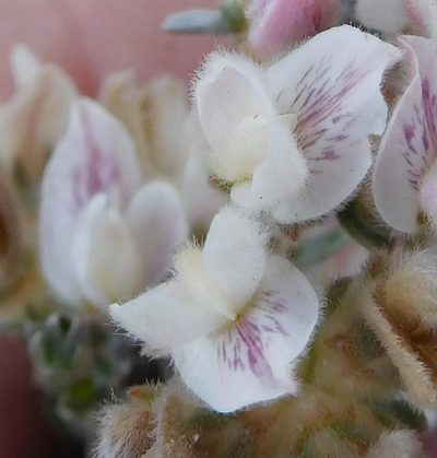 Aspalathus eriocephaloides, photographed by Charles Stirton