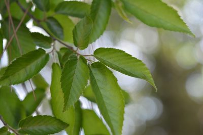 Carpinus tropicalis, photographed by Neptalí Ramírez Marcial
