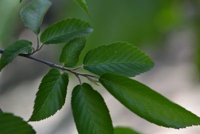 Carpinus tropicalis, photographed by Neptalí Ramírez Marcial
