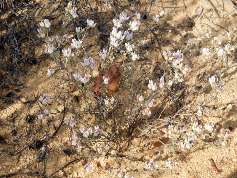 Aspalathus eriocephaloides, photographed by Charles Stirton