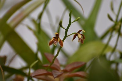 Prosthechea livida, photographed by Neptalí Ramírez Marcial