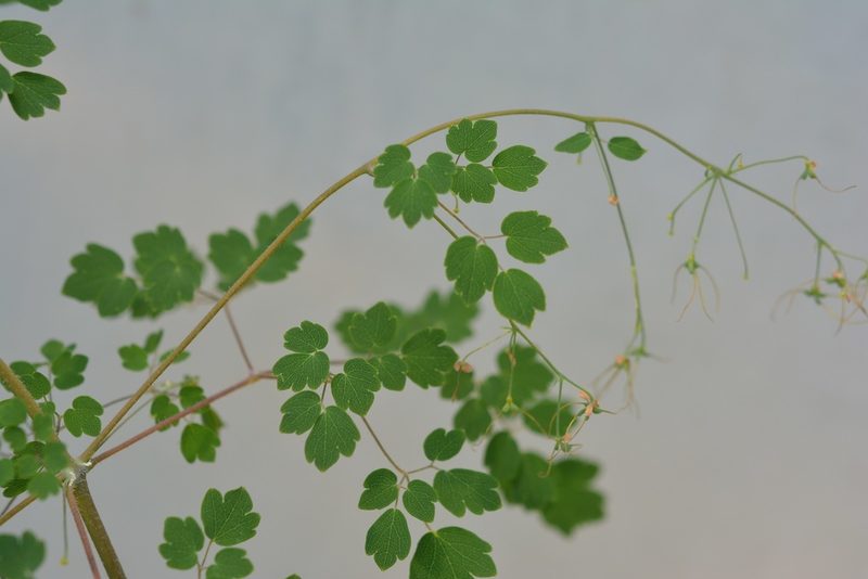 Thalictrum guatemalense, photographed by Neptalí Ramírez Marcial