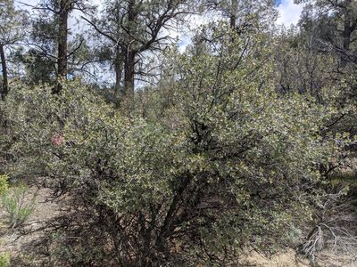 Quercus john-tuckeri, photographed by Zack Abbey
