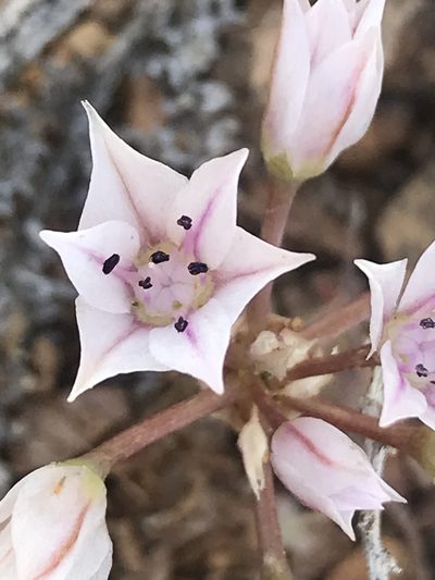 Allium nevadense, photographed by Stephanie Taylor