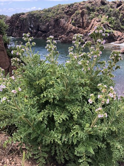 Phacelia ixodes, photographed by Kristen Francis