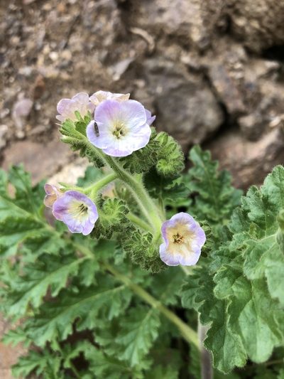 Phacelia ixodes, photographed by Kristen Francis