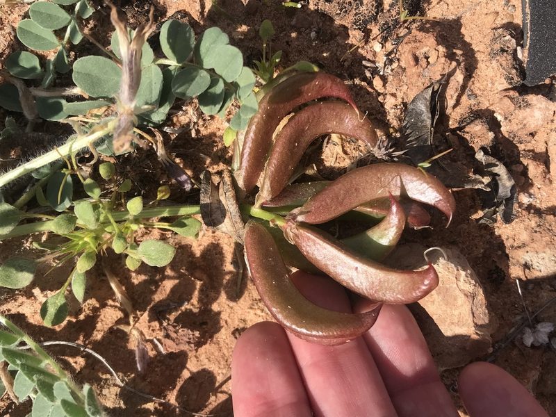 Astragalus holmgreniorum, photographed by Stephanie Taylor