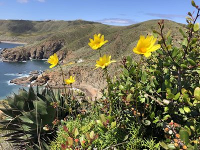 Coreopsis maritima, photographed by Kristen Francis