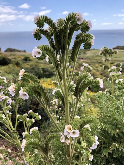 Phacelia ixodes, photographed by Kristen Francis