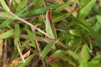 Epilobium obscurum, photographed by Christopher Stephens