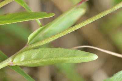 Epilobium obscurum, photographed by Christopher Stephens