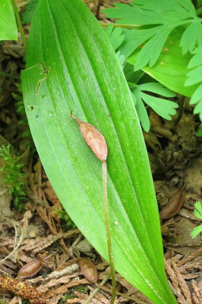 Scoliopus hallii, photographed by Ed Alverson