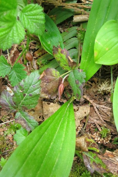 Scoliopus hallii, photographed by Ed Alverson