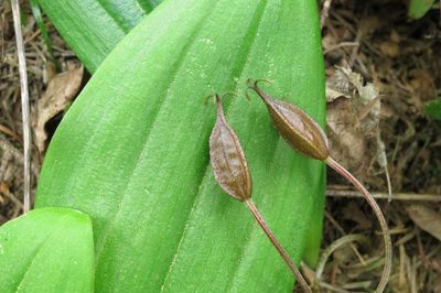 Scoliopus hallii
