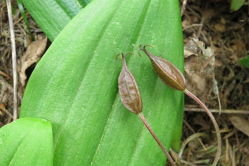 Scoliopus hallii, photographed by Ed Alverson