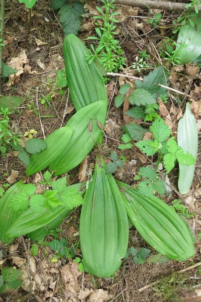 Scoliopus hallii, photographed by Ed Alverson