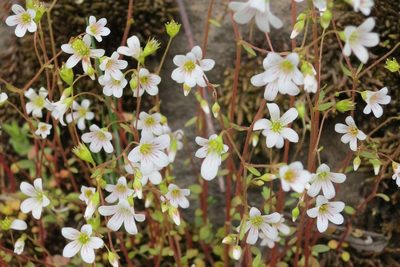 Cascadia nuttallii, photographed by Ed Alverson