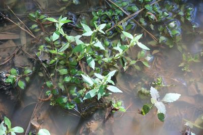 Gratiola virginiana, photographed by Ashwin Srinivasan