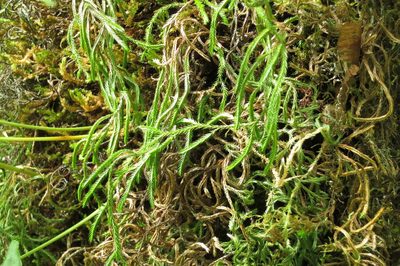 Selaginella oregana, photographed by Ed Alverson