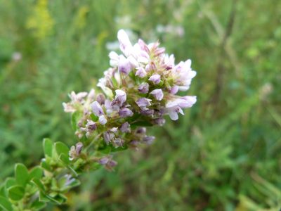 Lespedeza stuevei, photographed by botanygirl