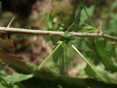Ribes divaricatum, photographed by Randal