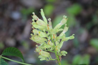 Aesculus sylvatica, photographed by Ashwin Srinivasan